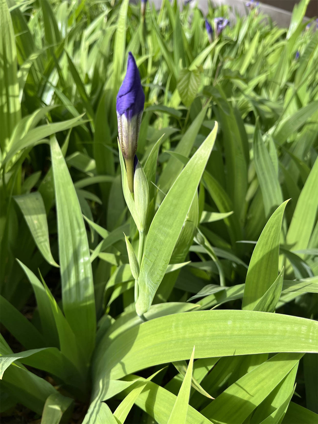 花草世界之263:鸢尾