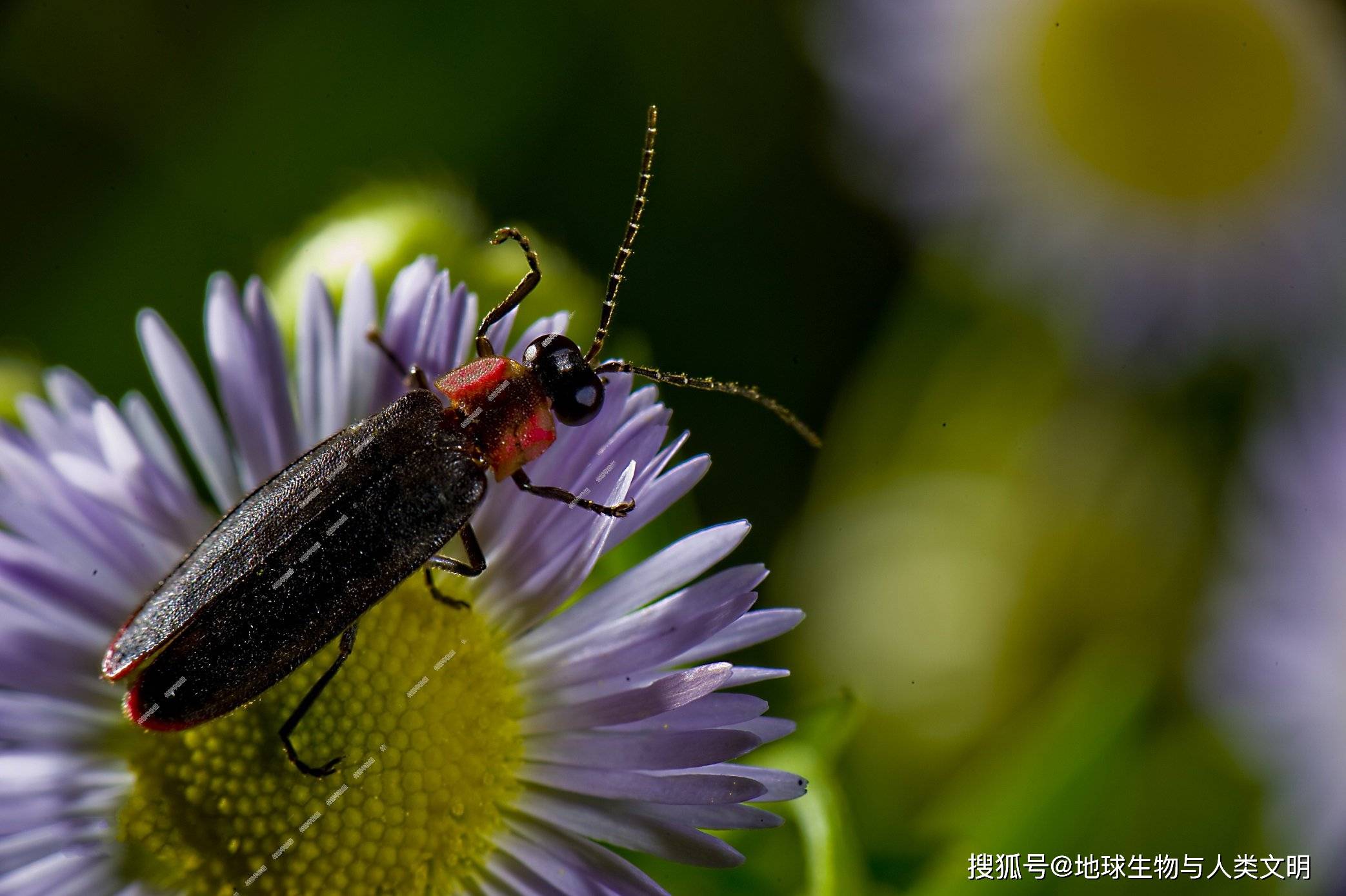 【动物界全系列】叩头虫总科