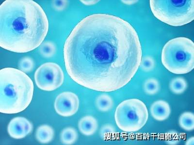 上海干细胞多少钱一只？百龄干细胞