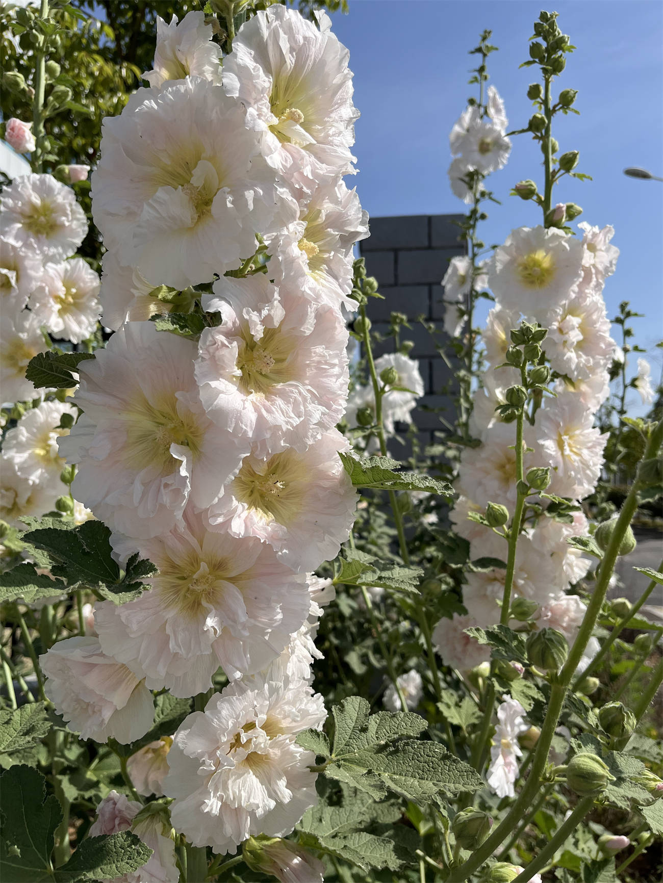 花花世界之277:蜀葵