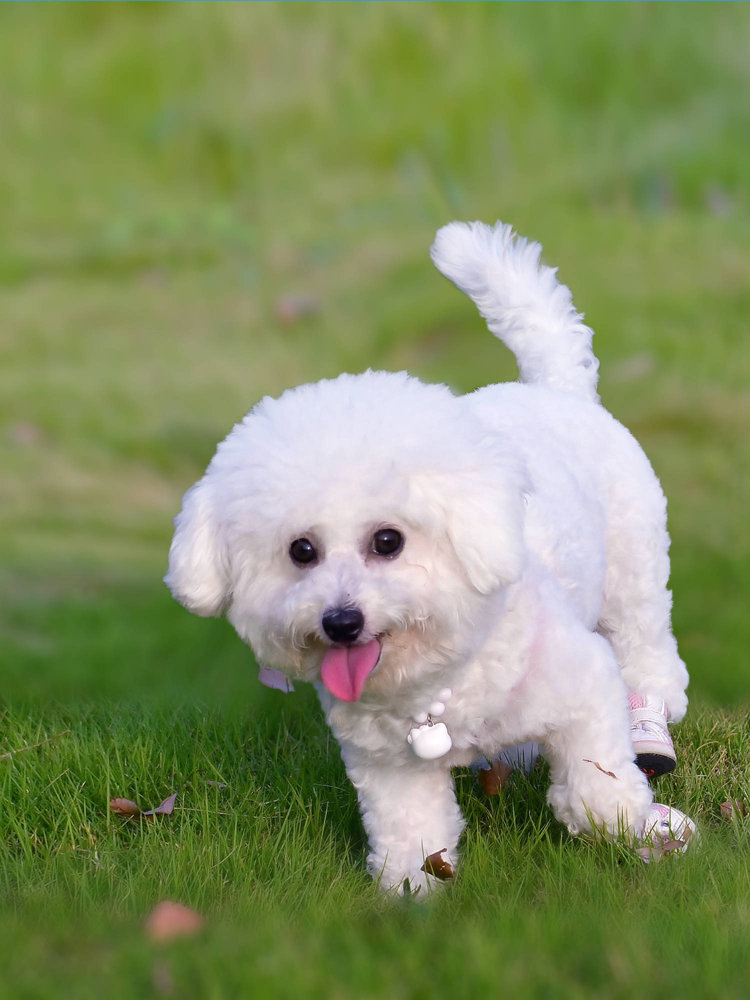 比熊新手:想要比熊养得好 一口好狗粮少不了!