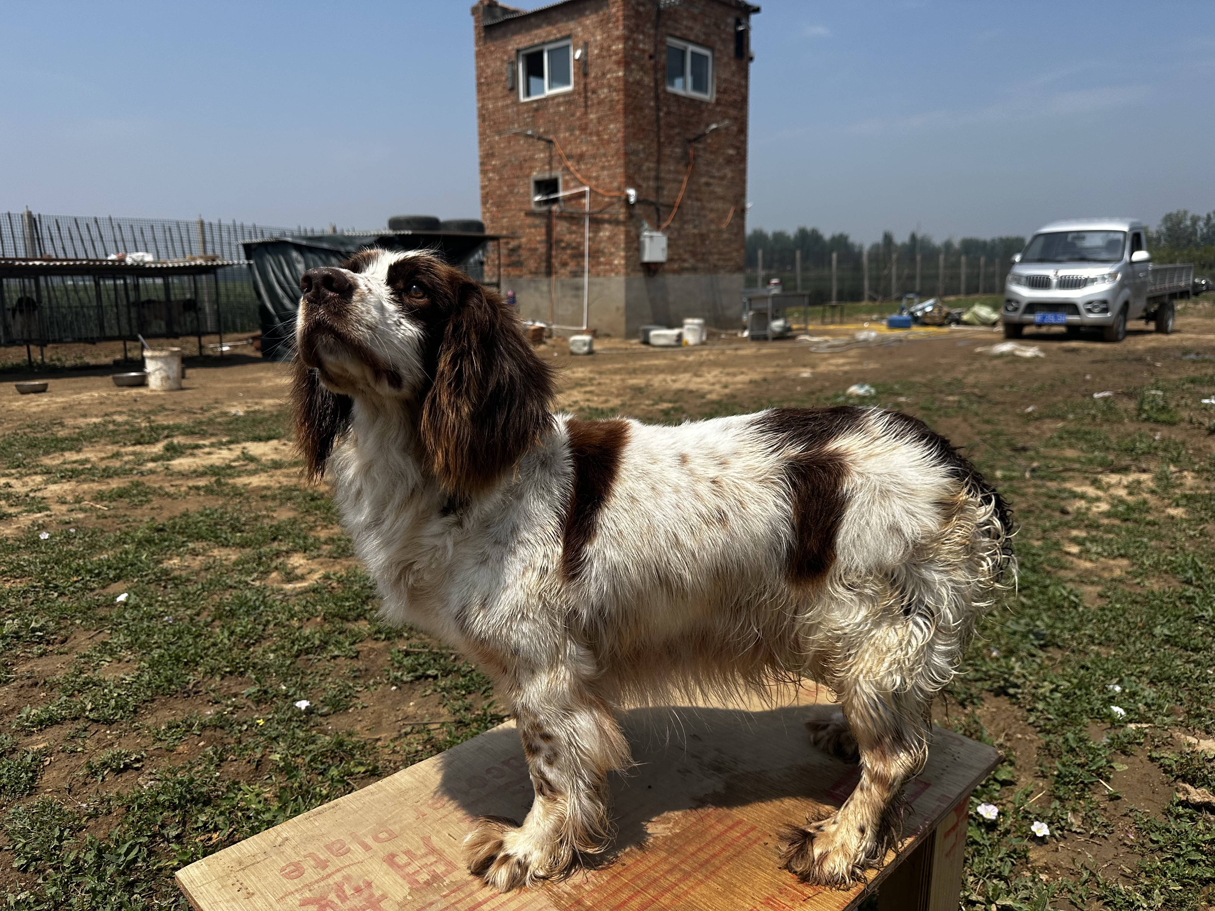 猎影・史宾格繁训营地:培育卓越狩猎伙伴