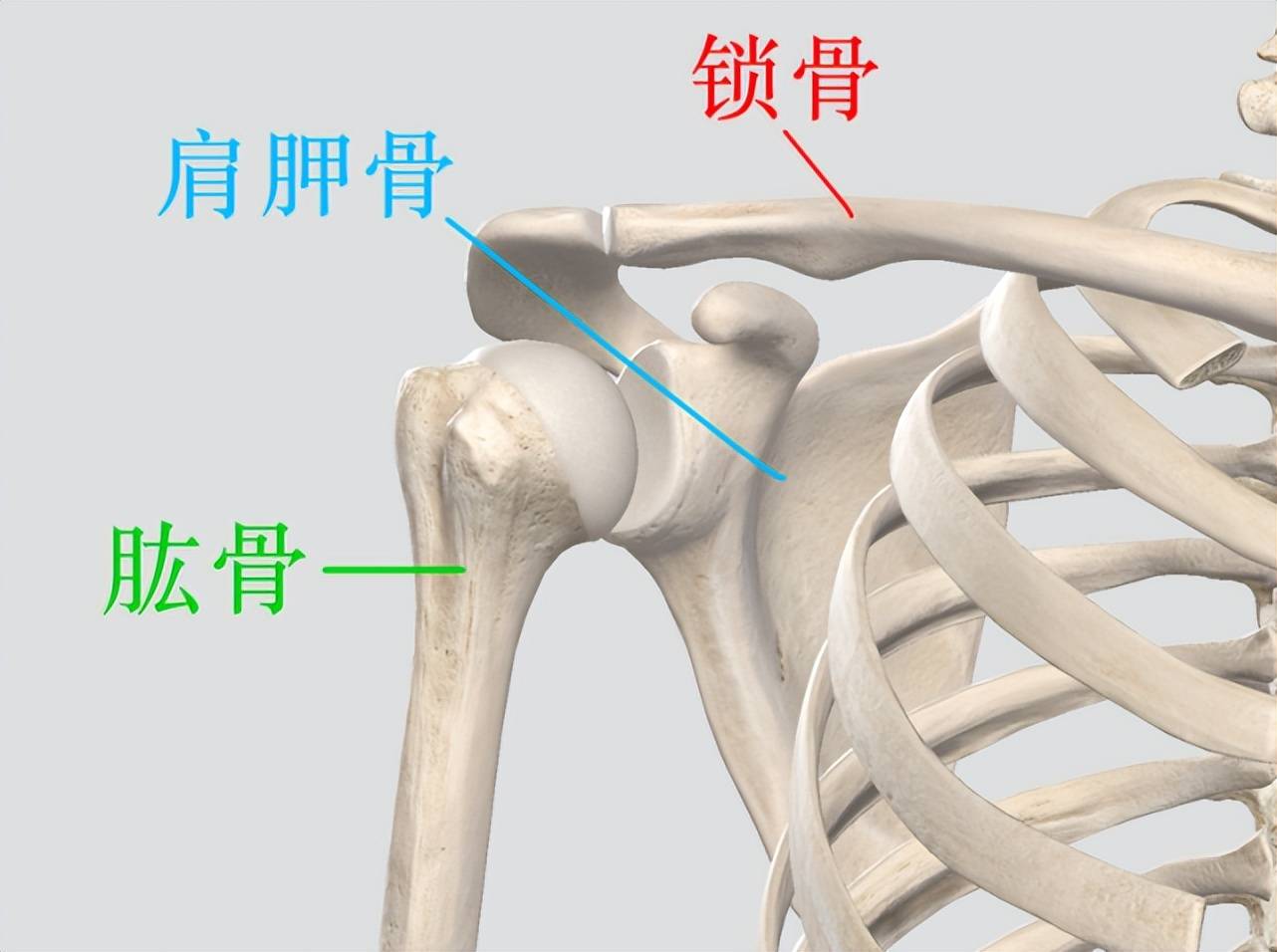 锁骨_肩胛骨_位置