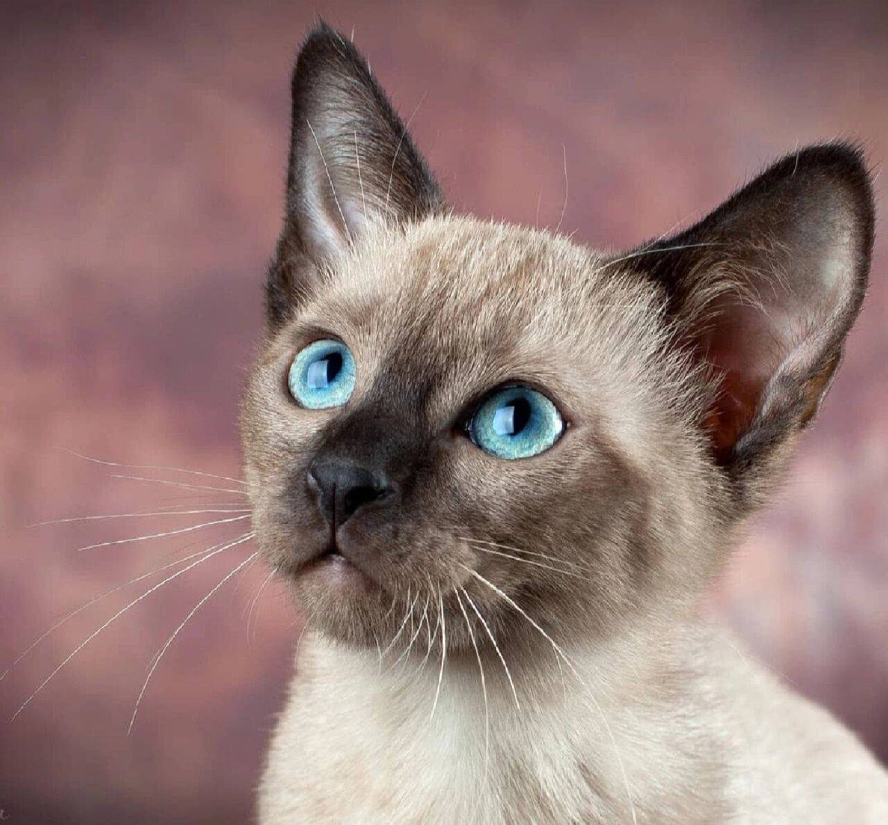 东奇尼猫: 暹罗猫和缅甸猫的杂交后代,拥有貂皮色的重点色和蓝绿色或