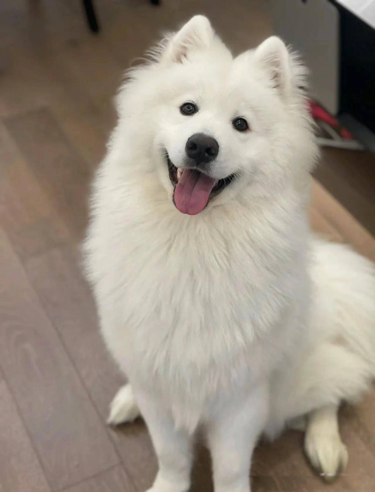 萨摩耶犬: 拥有标志性的"萨摩耶微笑"和纯白蓬松的被毛