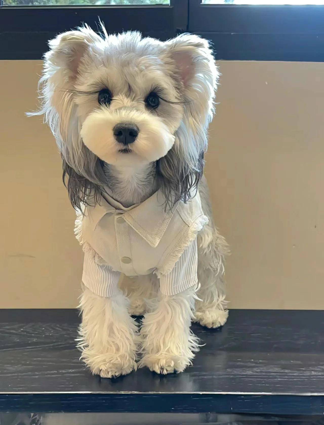 雪纳瑞犬: 钢铁般的被毛铠甲,拥有独特的胡须和眉毛