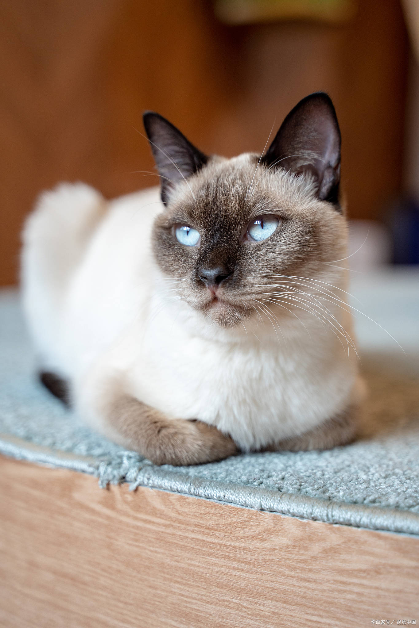 东奇尼猫: 暹罗猫和缅甸猫的杂交后代,拥有貂皮色的重点色和蓝绿色或