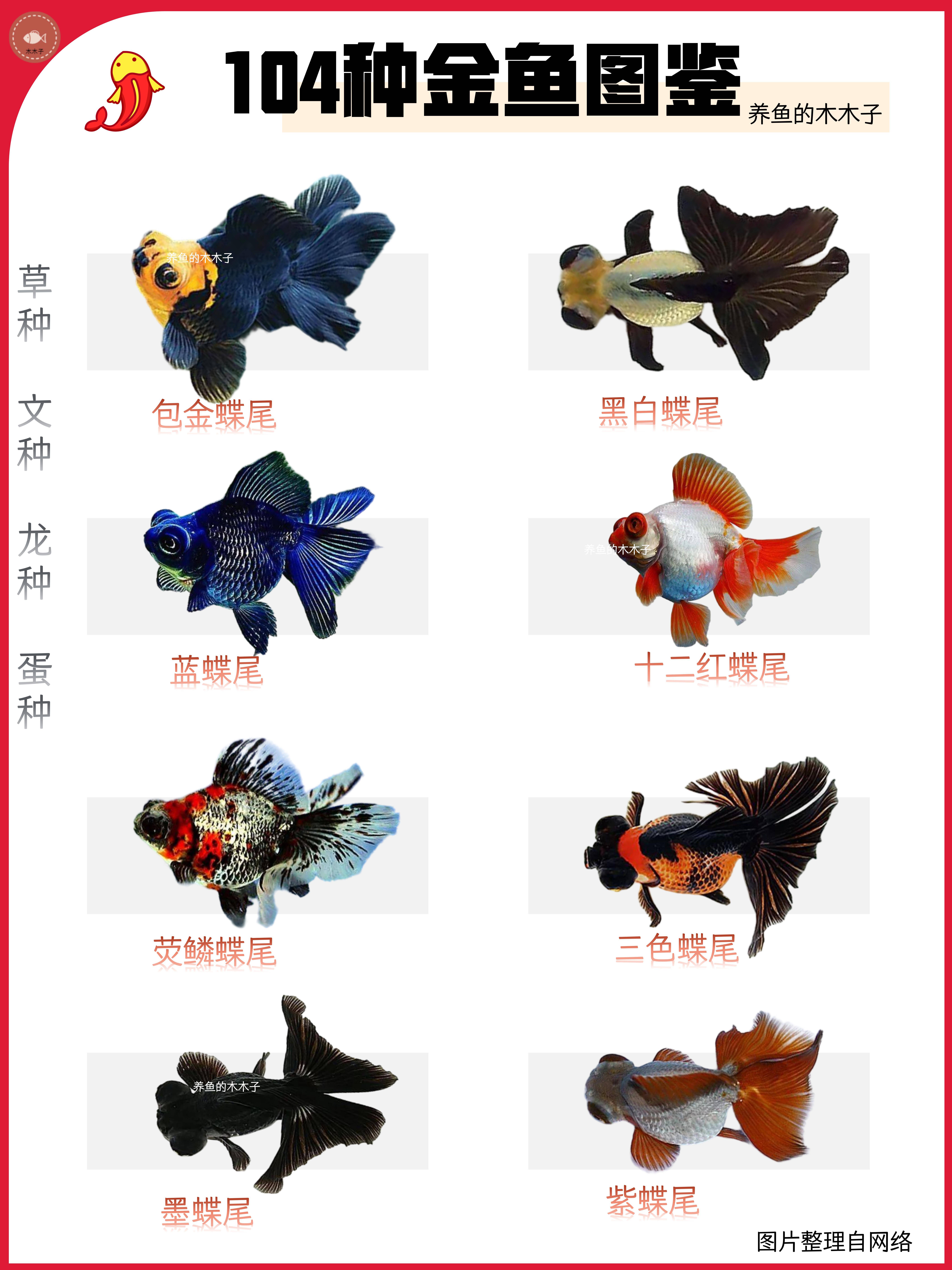 104种金鱼图鉴