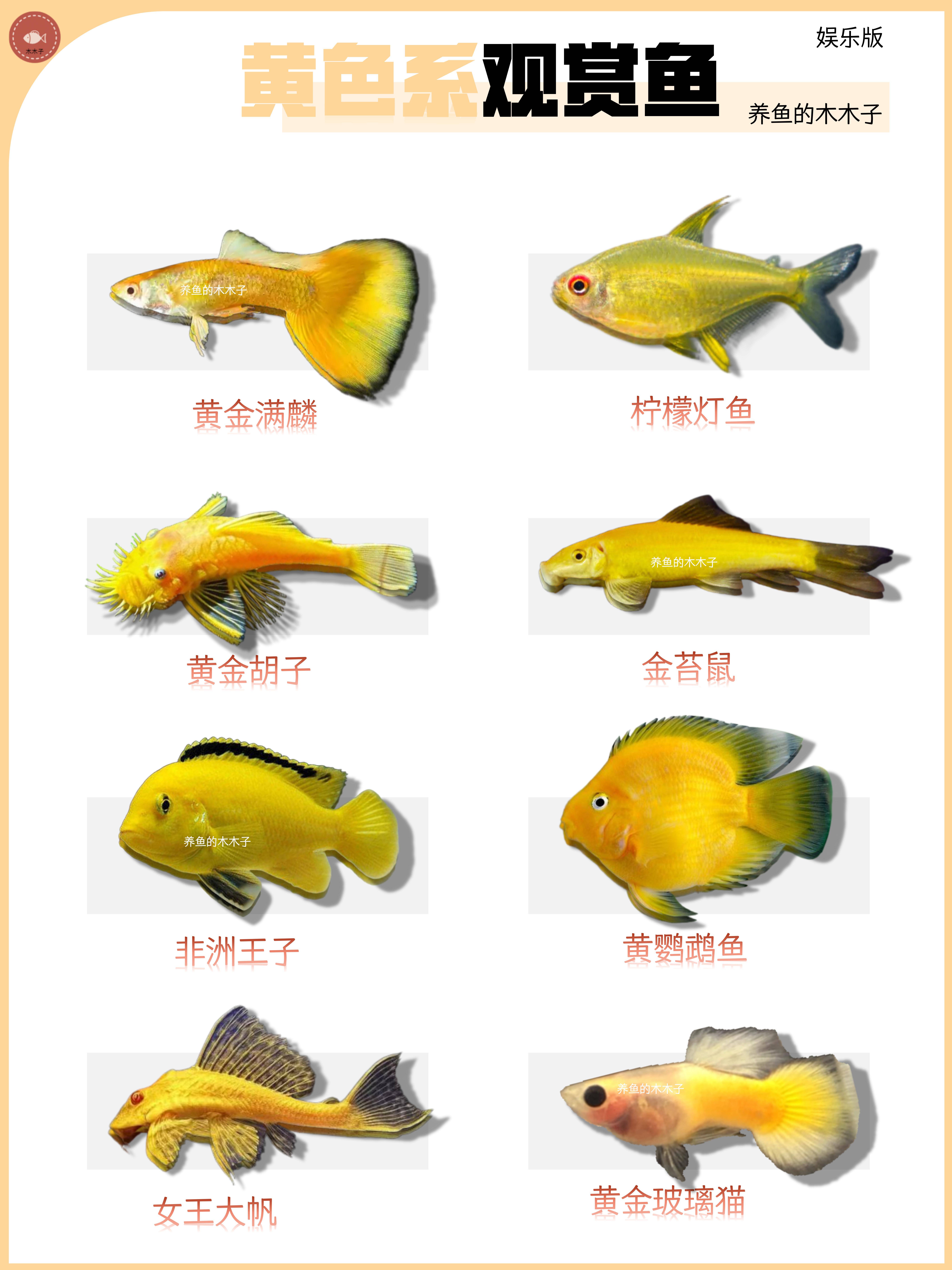 各色系观赏鱼合集