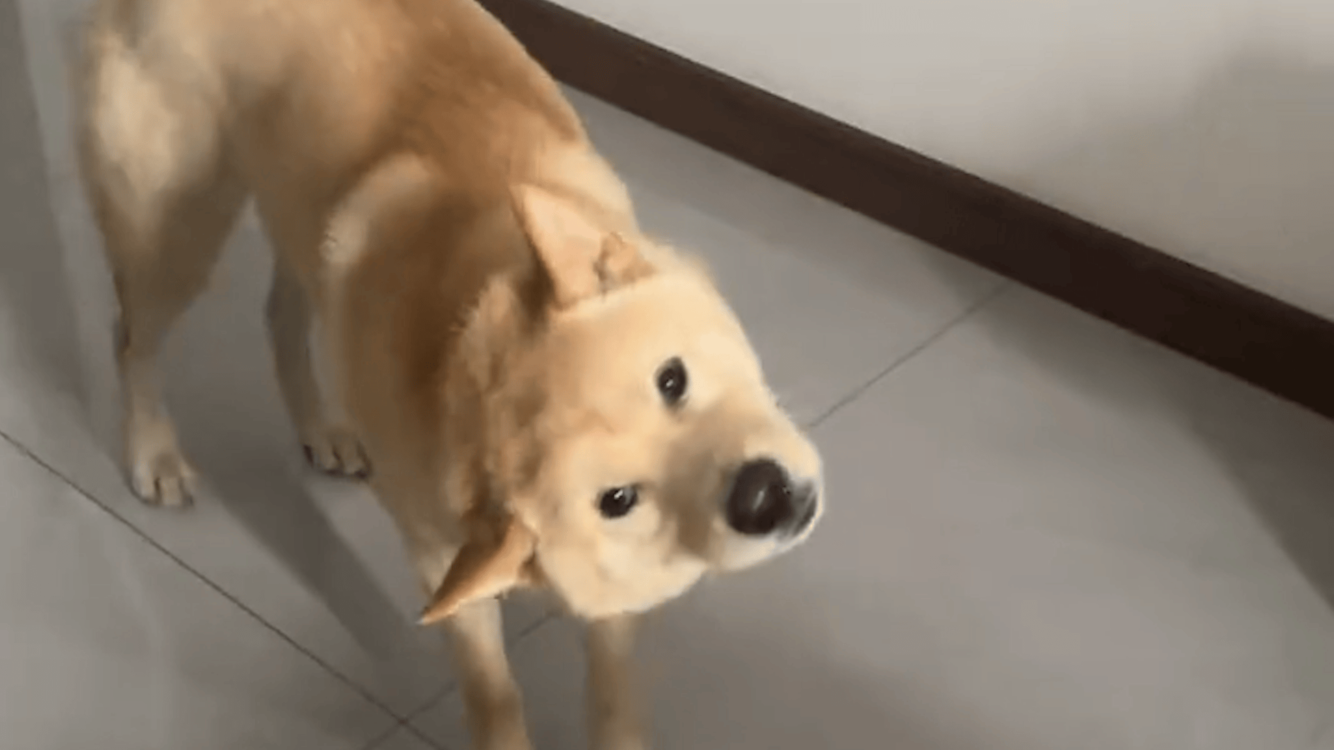 银仙这到底是啥东西啊？！！ (其实是狗神XD) 感觉好恶心…\u003d\u003d BY：西索, image size:1920x1080