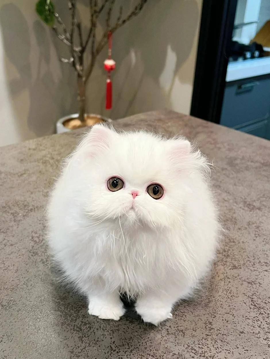 波斯猫常见疾病预防与护理的专业指南,涵盖8个核心维度的系统化管理