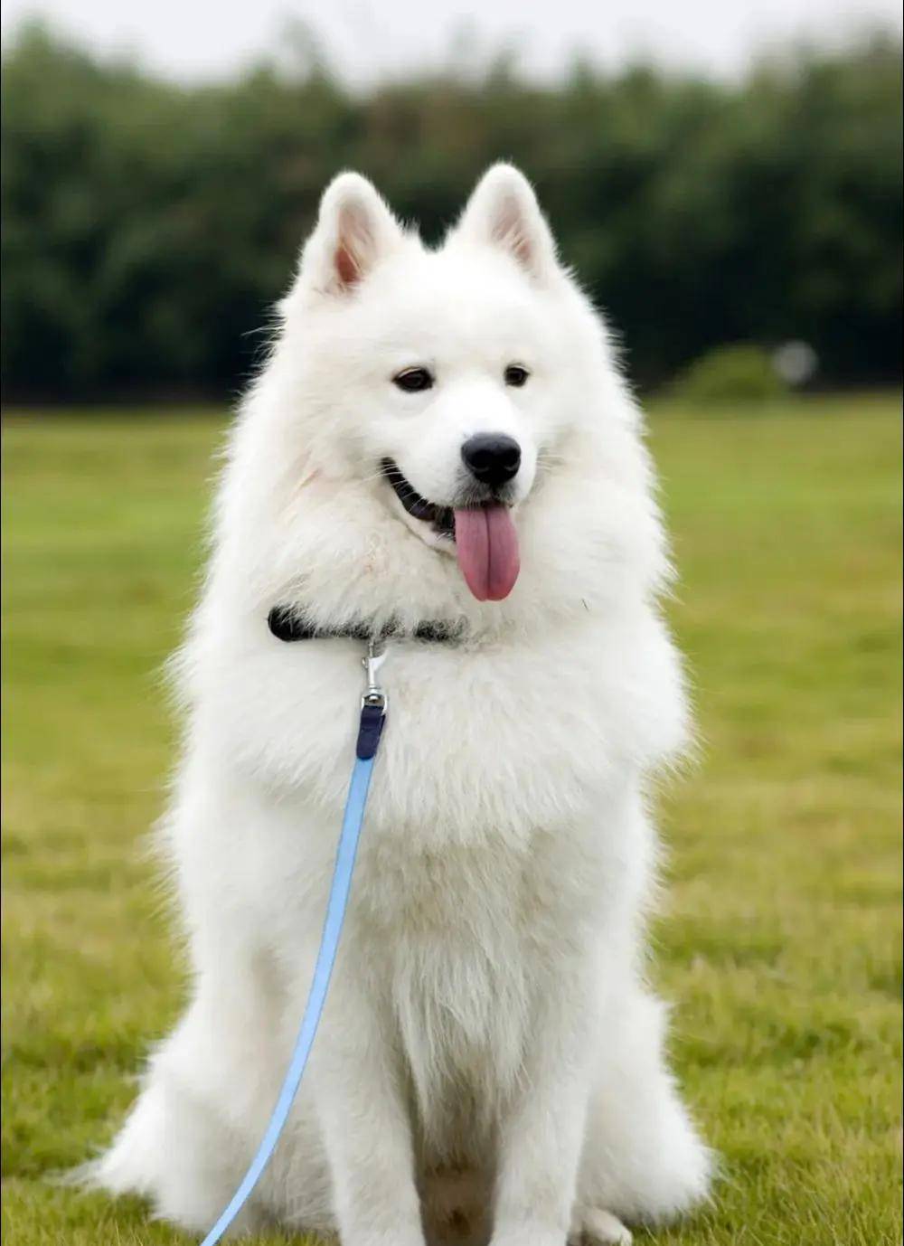 萨摩耶犬饲养指南,涵盖了萨摩耶犬各个方面的养护要点