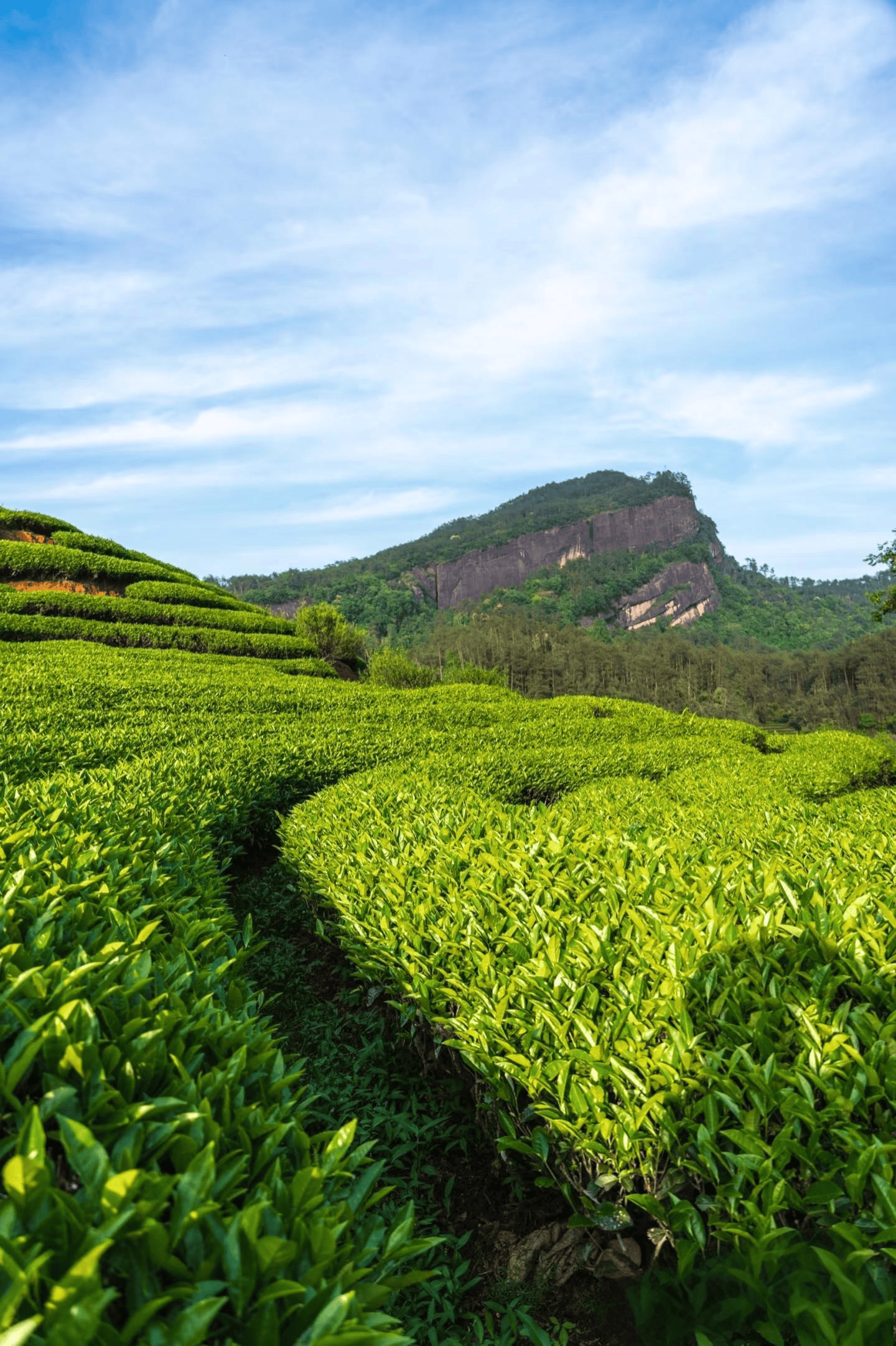 打造非遗"行走课堂",研学旅行也能闻茶香,学技艺