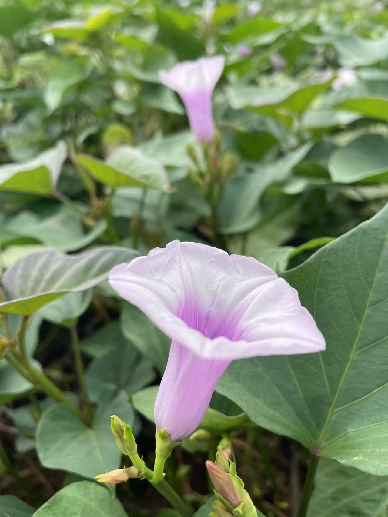 响堂湾,难得一见的红薯花