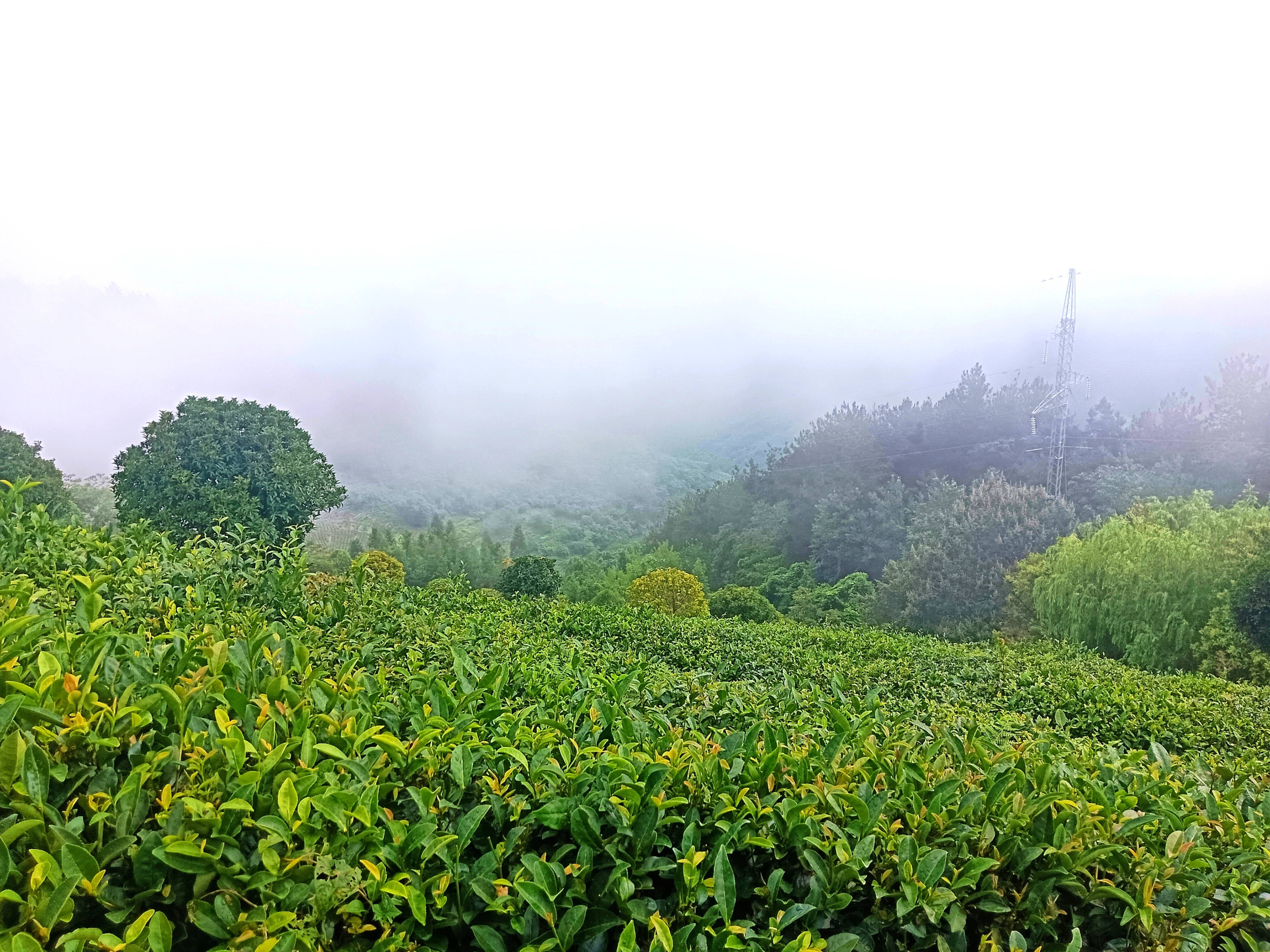 但正是这份宁静,让我们有机会感受茶园最本真