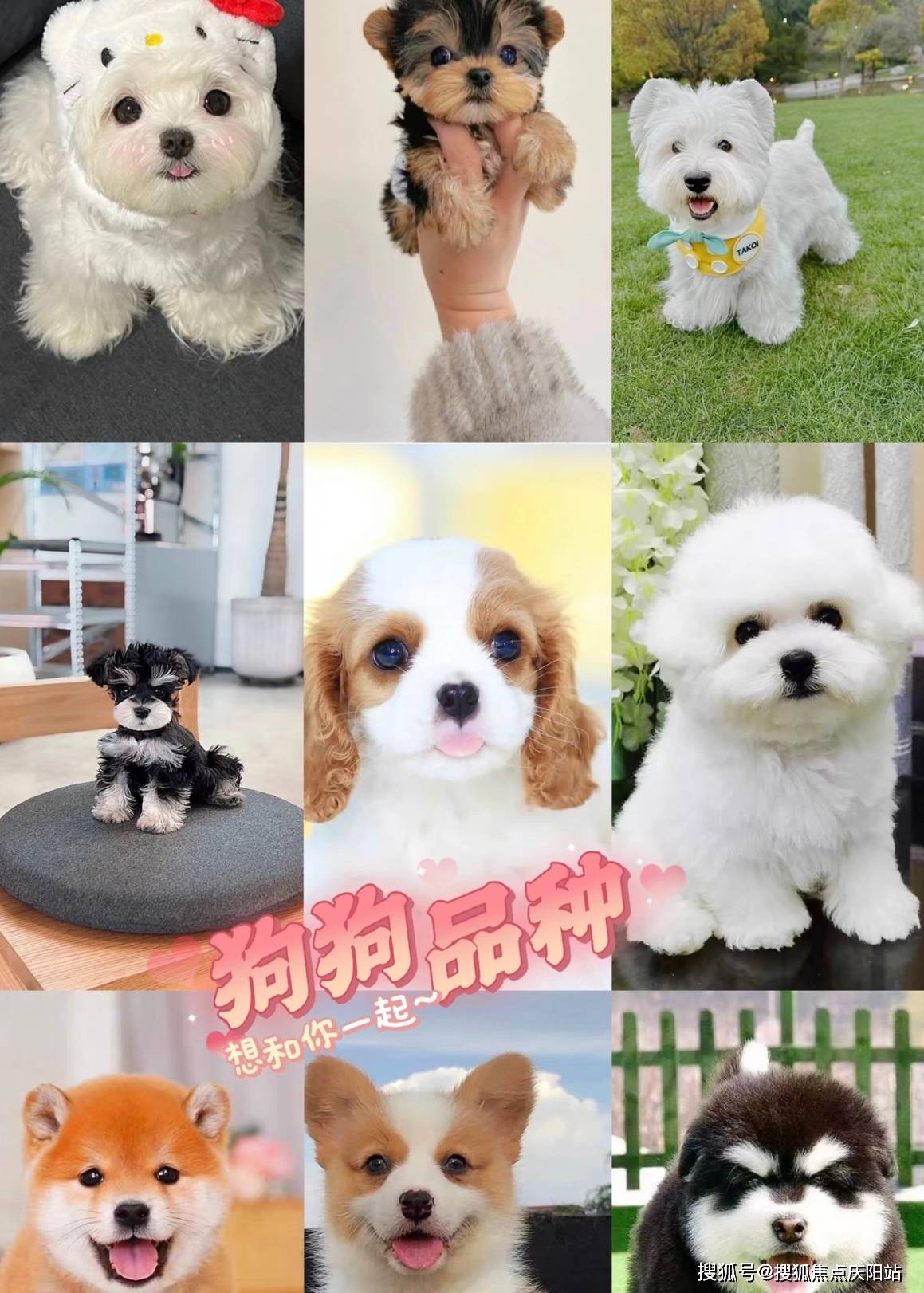 说到柴犬这种来自日本的犬种以其独特的魅力深受人们喜爱