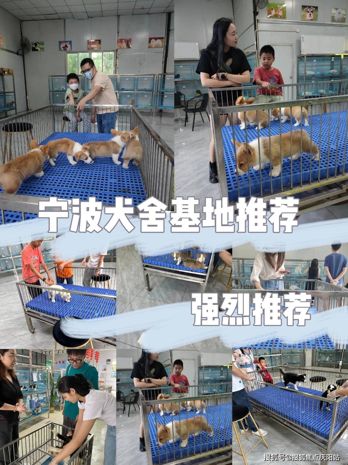 宁波鄞州区明楼地铁站旁看宠提前咨询防止跑空正规犬舍猫舍基地找