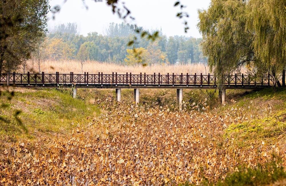 我眼中的青州弥河国家湿地公园之弥水生态乐园