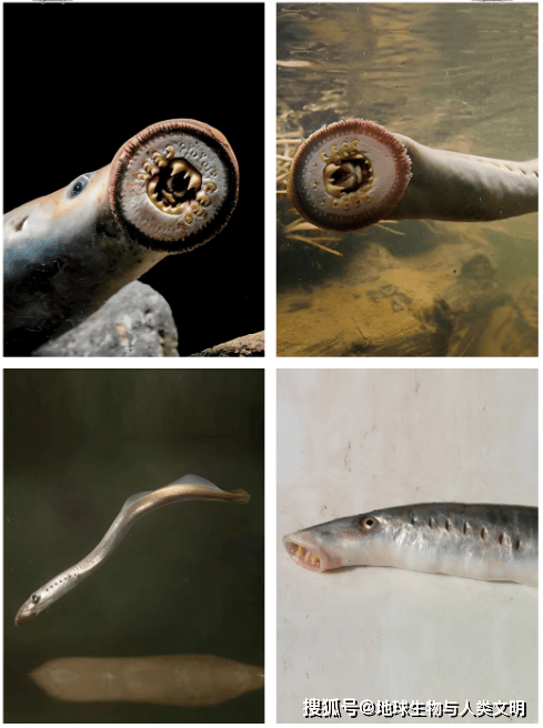 【鱼类全系列】七鳃鳗目