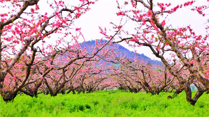 第十七届江苏省乡村旅游节在无锡阳山启动(图8) 第十七届江苏省乡村旅游节在无锡阳山启动(图8)
