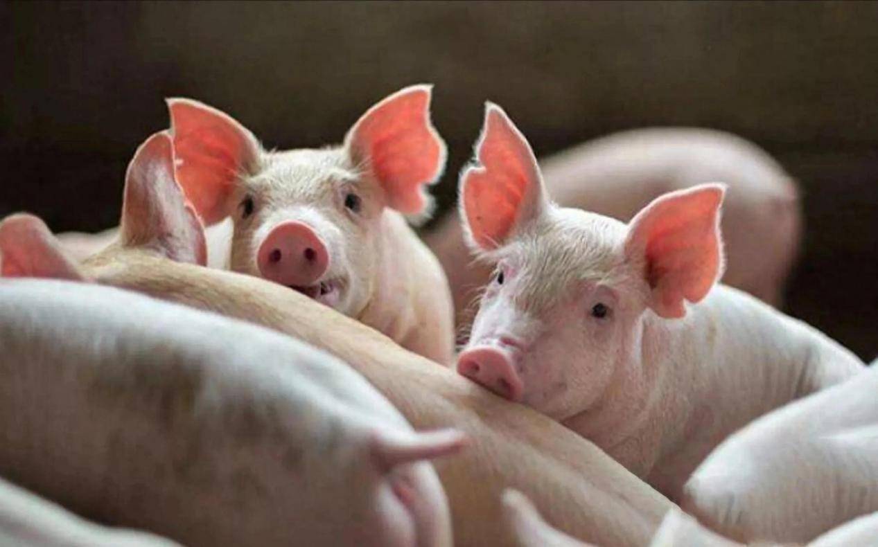 一头猪亏五百：散户被清场，养猪大户的春天会来吗？-锋巢网