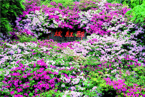 醉红坡上花如海，杜鹃园里画中游(图3)