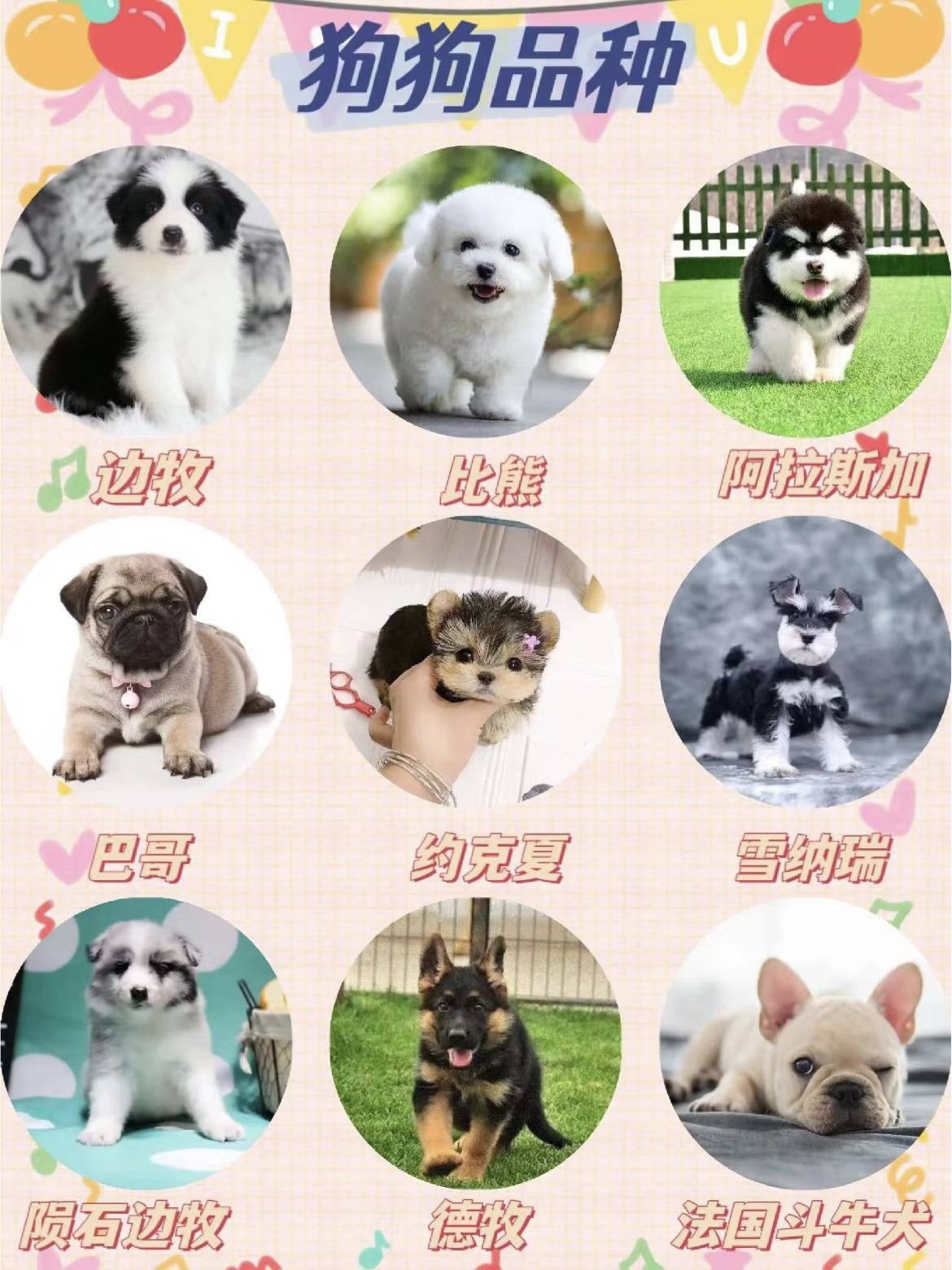 俏皮灵动的博美犬雪橇三傻之一的萨摩耶犬温顺友善的拉布拉多犬