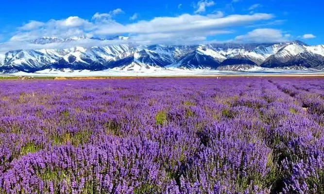霍城薰衣草.jpg