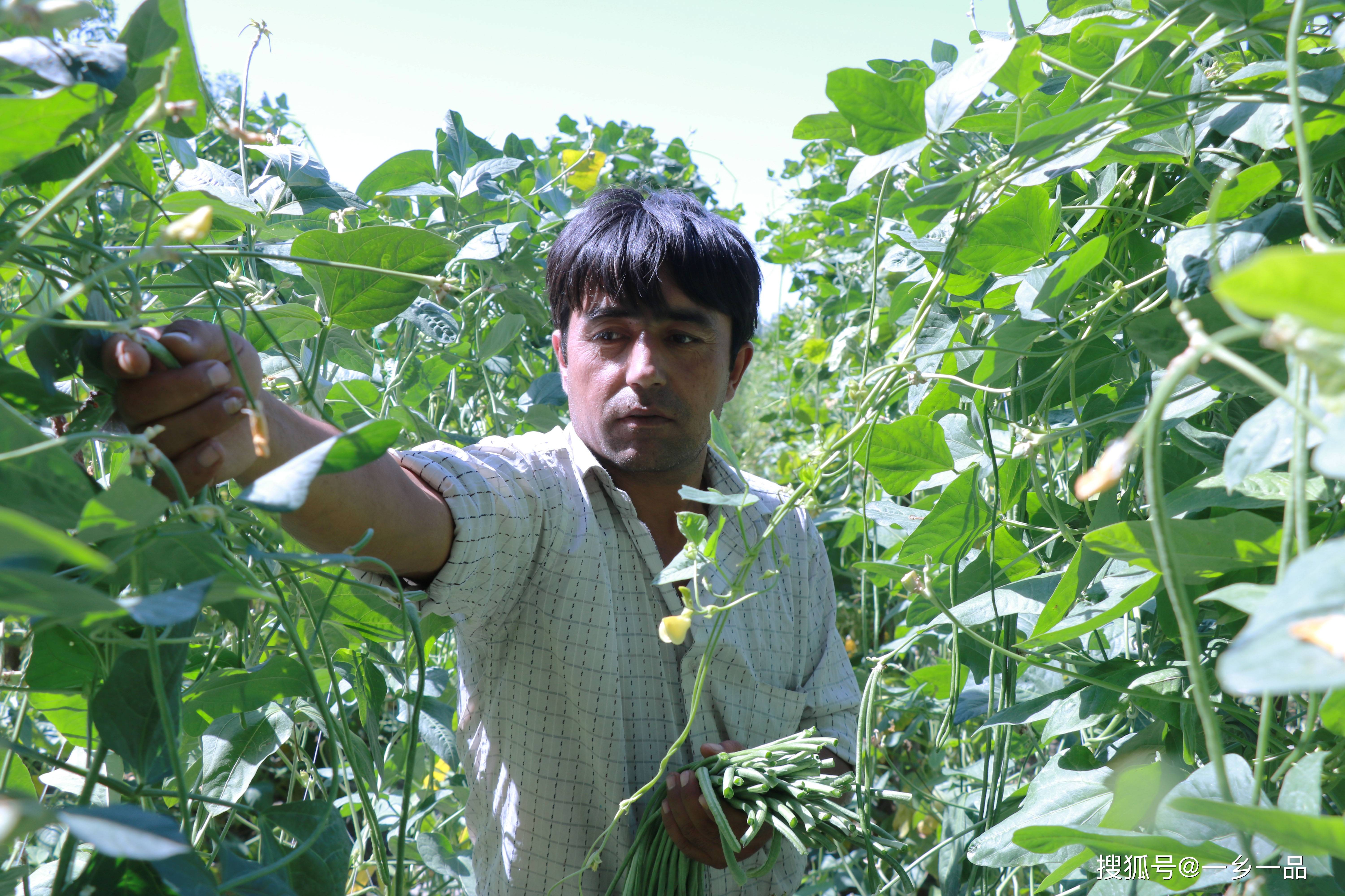 阿克苏地区驻村办:一帘绿豇豆 千亩致富经