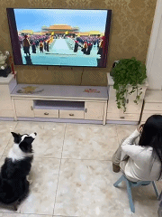 狗狗看剧怎么还互动上了_仪式