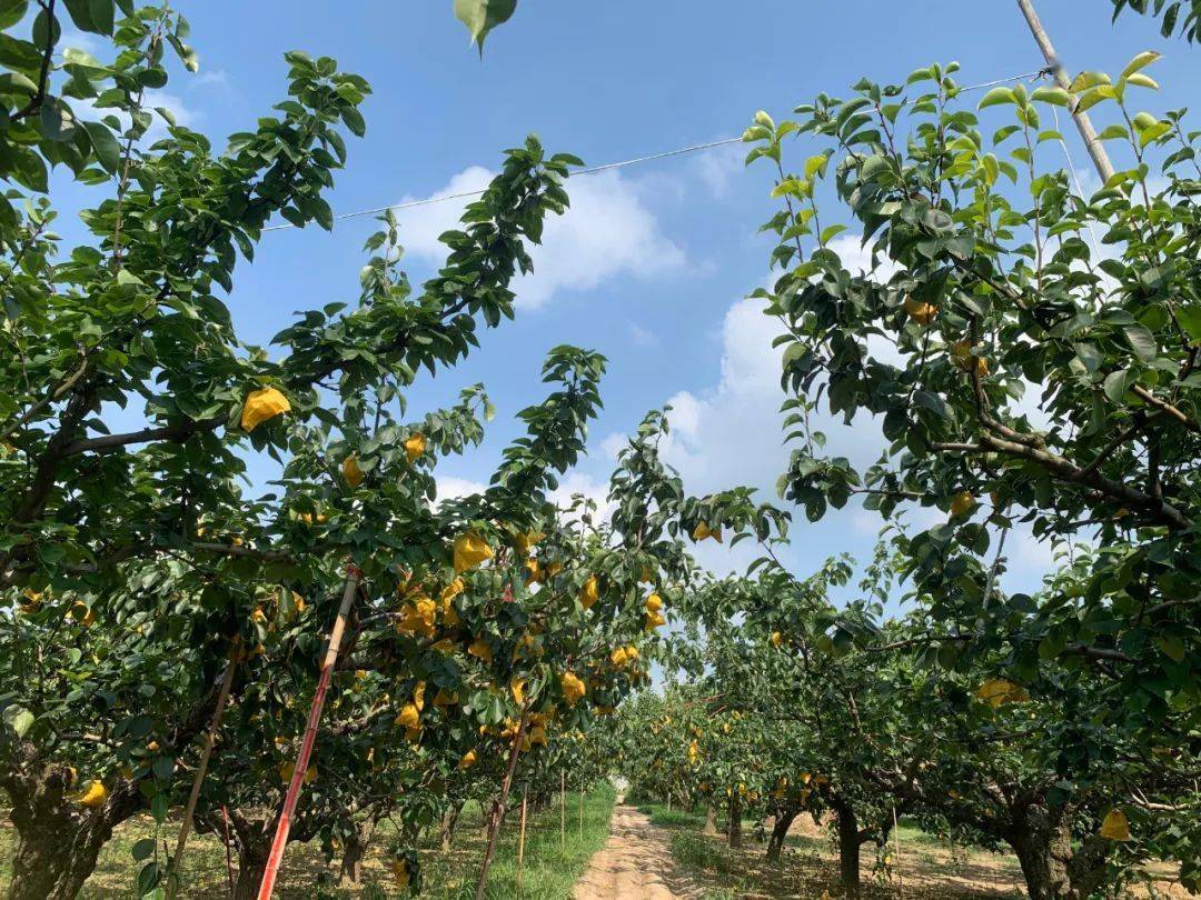 来自『中国梨都』安徽砀山梨29.9/箱包邮!酥脆多汁,胜似天然矿泉水!