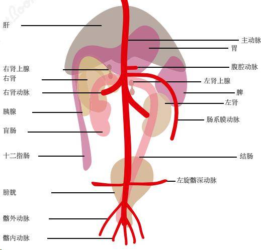 腹壁下动脉的体表投影图片