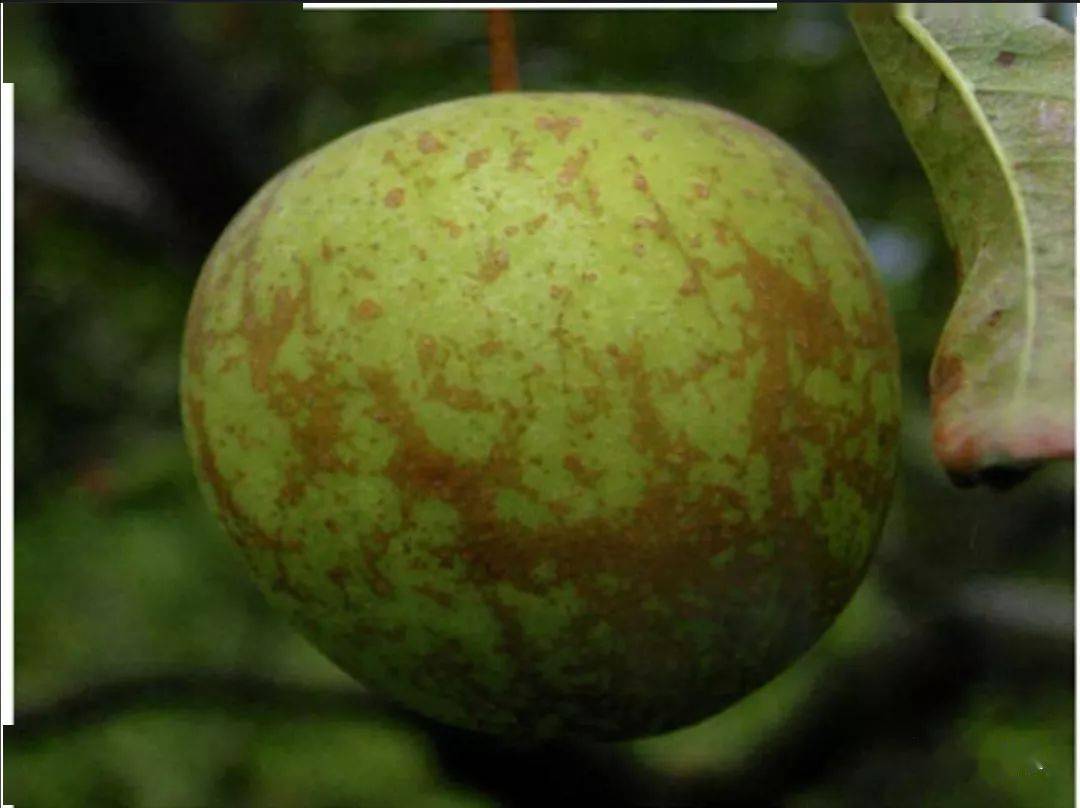 苹果果锈的形成原因