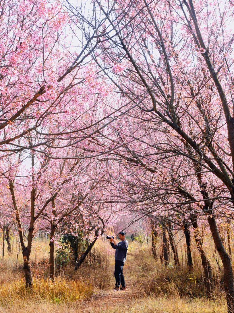 宜良山后樱花谷冬日里大地披上枫红色的外套而宜良的山后樱花谷却依然
