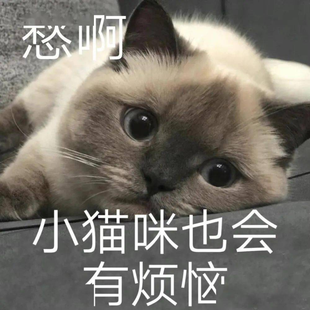 猫咪小情绪表情包图片