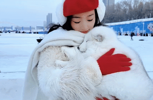 笑死,哈尔滨让东北虎变咪咪,陪南方小土豆玩,本地人气哭:尔滨,你让我