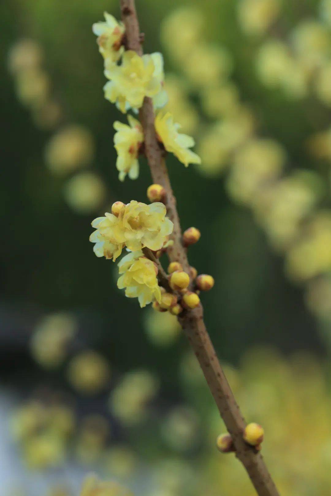 盤龍這裡,500多畝梅花正在盛開_昆明_黑龍潭_公園