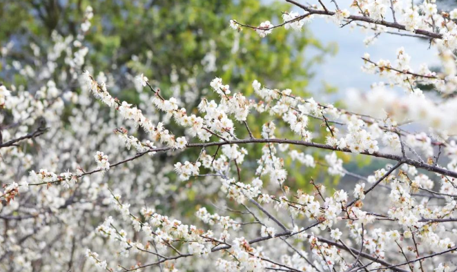 暗香浮动漫步在梅花林中满树洁白,如雪如霜满园梅花,清香远溢白的梅花