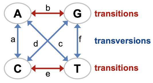 gene transferisochore structureselection:翻譯時效率最高tra