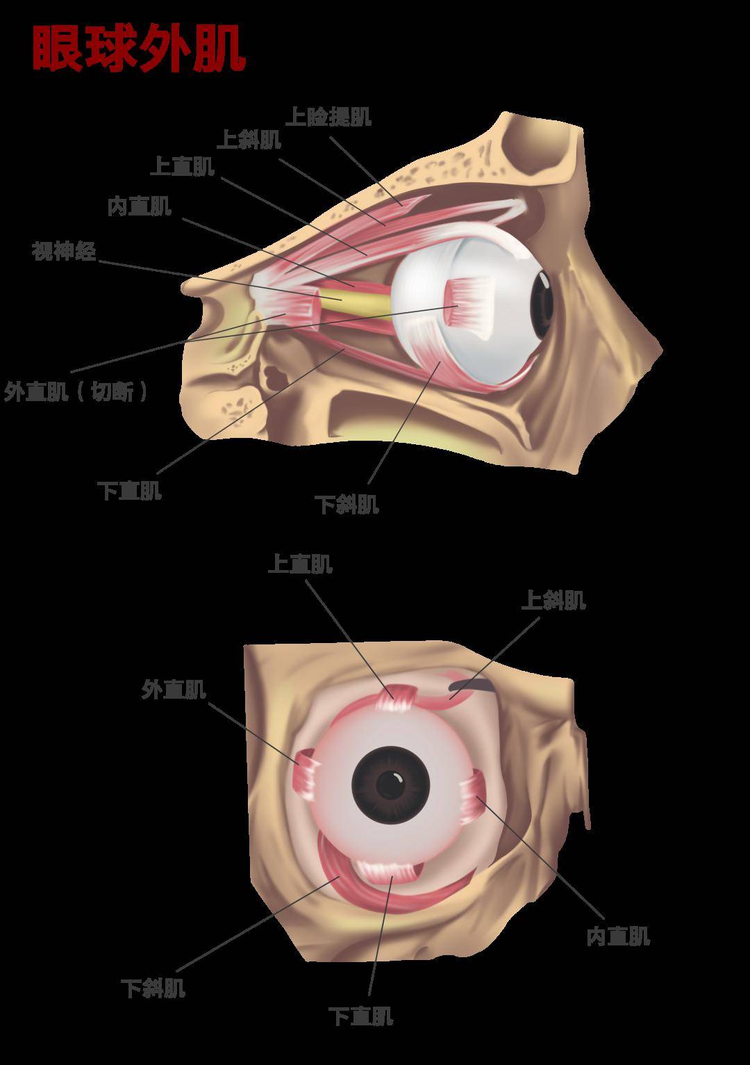 眼轮匝肌位置图片
