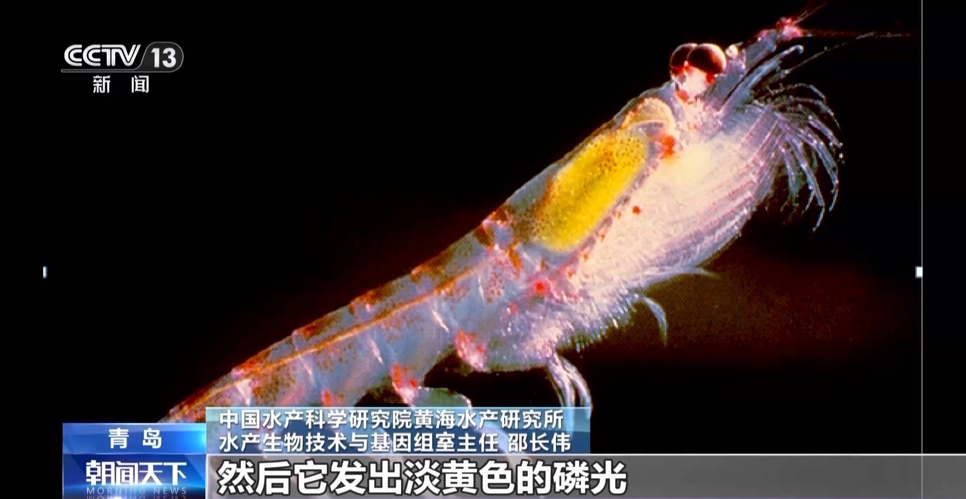 蛋白质含量远超牛肉 小小的南极磷虾潜力巨大?_基因组_研究_水产