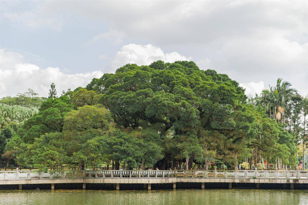 有榕树的地方,福州必定榜上有名,榕树是福建省树,福州市树,福州更是被