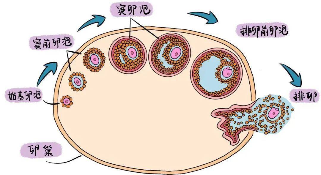 卵泡_女性_卵巢