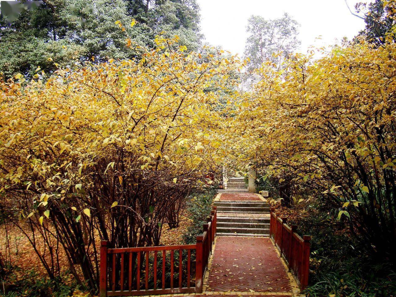 公園城市冬日