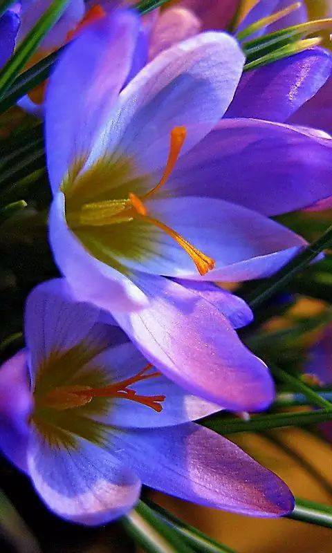 藏红花(番红花)