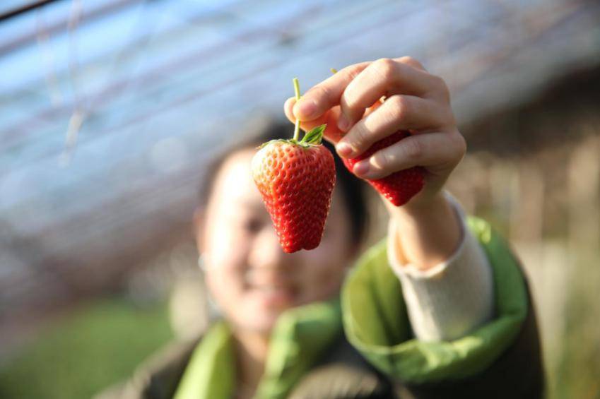 冰天雪地也是金山银山 海城腾鳌镇:温泉草莓产业 助力乡村振兴_东北