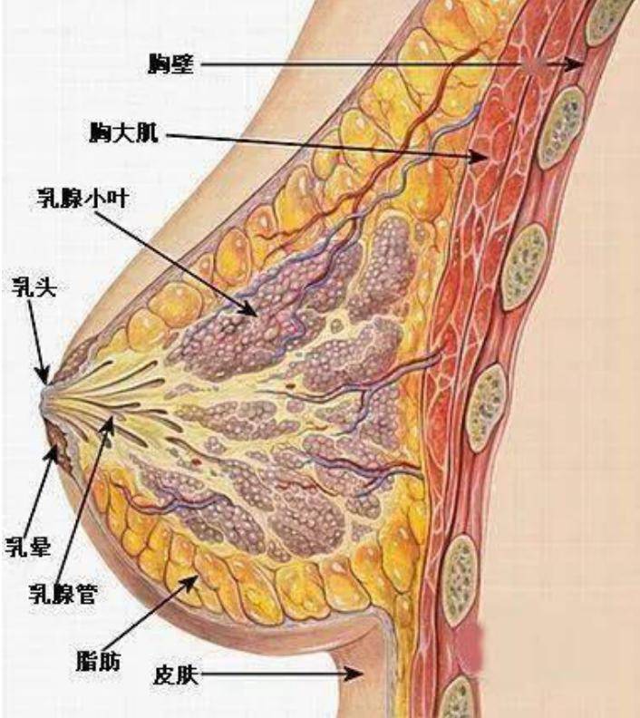 4岁女宝乳房正常症状图片