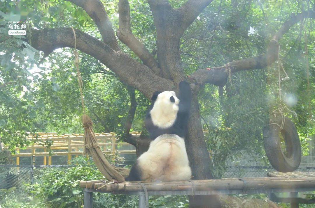 活動場_囡囡_動物園