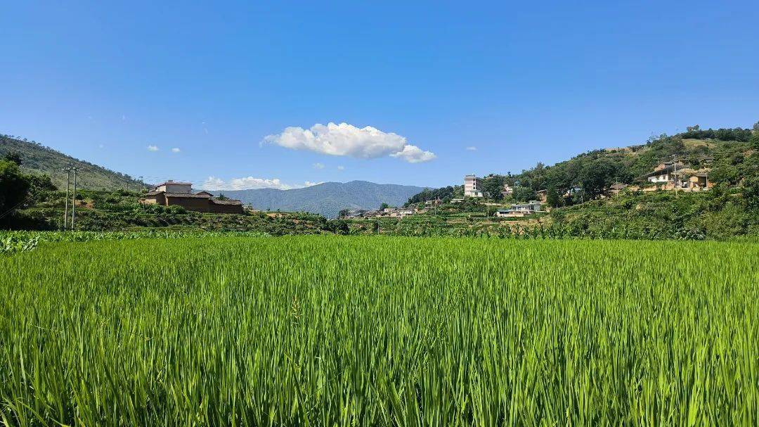 治理_生态_农田