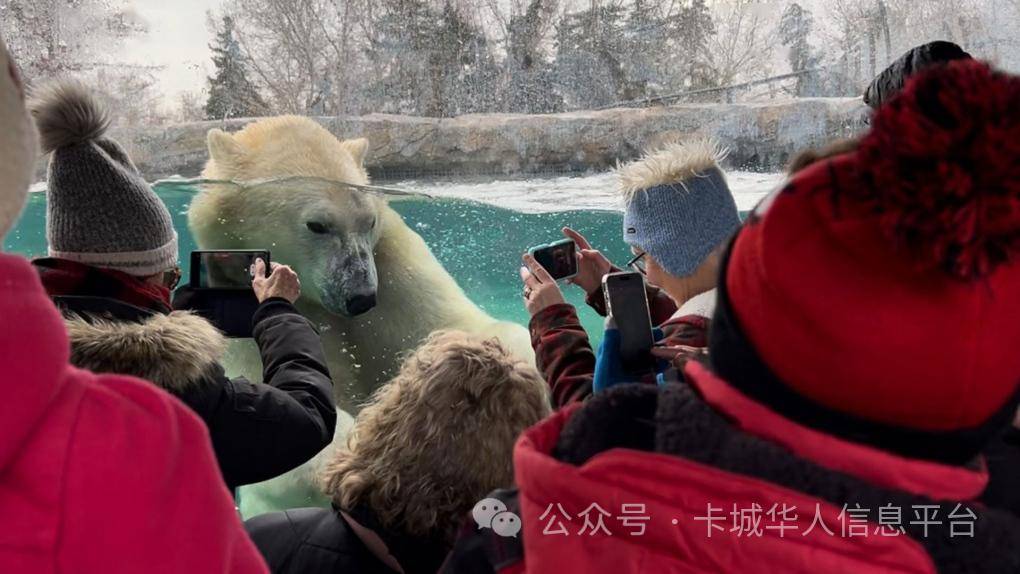 卡城動物園去年遊客數量破記錄_活動_紀錄_企鵝